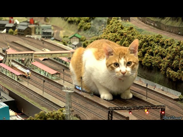 【猫vs鉄道模型】ジオラマで電車と戯れる自由な猫ちゃんたち