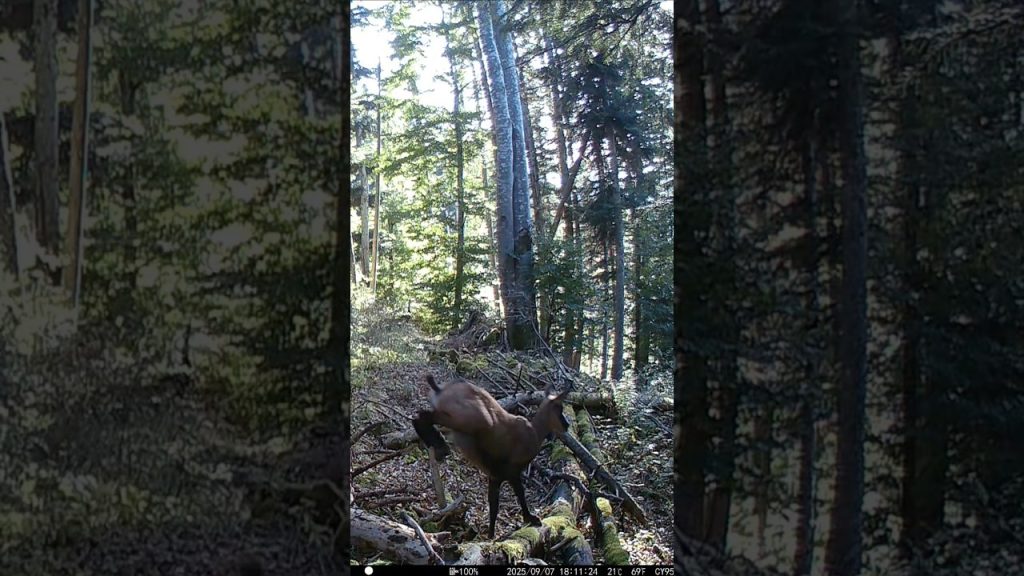 Chamois.
