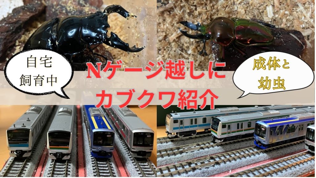 Nゲージ越しにカブクワ紹介